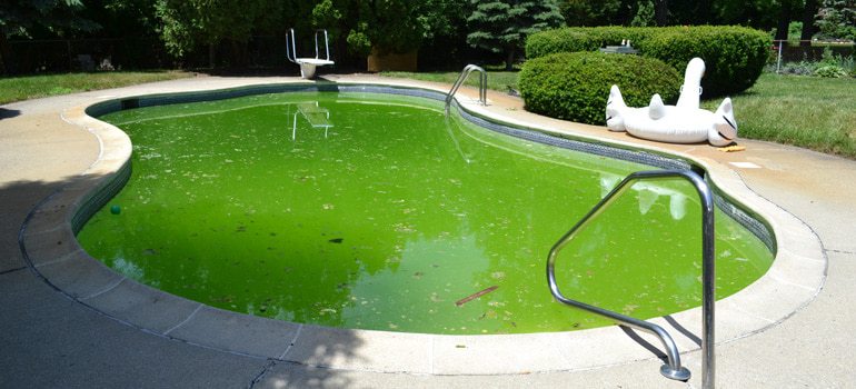 Apparition-algues-vertes-piscine-1.jpg